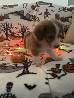 Churro, a male Australian Shepherd and Pembroke Welsh Corgi for sale in Lancaster, CA – 2 of 4