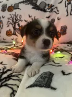 Peppers, a female Australian Shepherd and Pembroke Welsh Corgi for sale in Lancaster, CA – 4 of 4