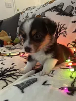 Peppers, a female Australian Shepherd and Pembroke Welsh Corgi for sale in Lancaster, CA – 2 of 4