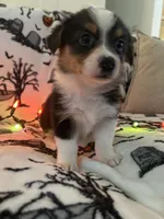Peppers, a female Australian Shepherd and Pembroke Welsh Corgi for sale in Lancaster, CA – 3 of 4