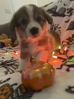Churro, a male Australian Shepherd and Pembroke Welsh Corgi for sale in Lancaster, CA – 3 of 4