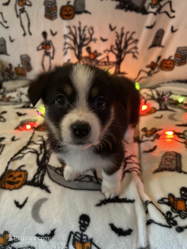 Pebbles – Australian Shepherd, Pembroke Welsh Corgi puppy for sale in Lancaster, CA