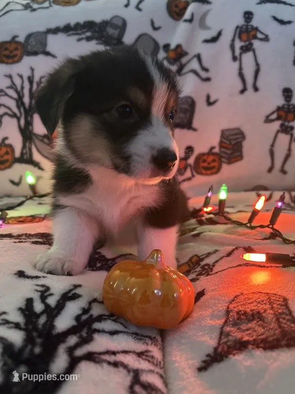 Pumpkin – Australian Shepherd, Pembroke Welsh Corgi puppy for sale in Lancaster, CA