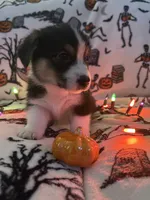 Pumpkin, a male Australian Shepherd and Pembroke Welsh Corgi for sale in Lancaster, CA – 1 of 5