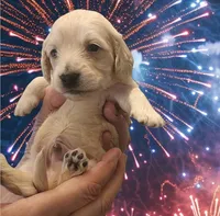 Ranger, a male Miniature Dachshund for sale in Alexandria, KY – Photo 1 of 3