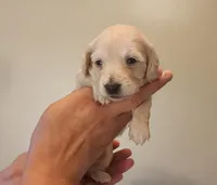 Ranger, a male Miniature Dachshund for sale in Alexandria, KY – Photo 2 of 3