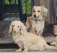 Ranger, a male Miniature Dachshund for sale in Alexandria, KY – Photo 3 of 3
