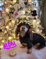 Anna, a female Miniature Dachshund for sale in Alexandria, KY – Photo 3 of 4