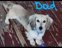 Anna, a female Miniature Dachshund for sale in Alexandria, KY – Photo 4 of 4