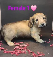 Anna, a female Miniature Dachshund for sale in Alexandria, KY – Photo 2 of 4