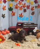 Mocha, a male Miniature Dachshund for sale in Alexandria, KY – Photo 7 of 7