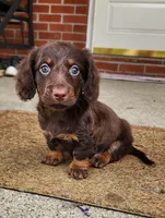 Mocha, a male Miniature Dachshund for sale in Alexandria, KY – Photo 1 of 7