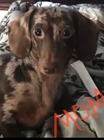 Mocha, a male Miniature Dachshund for sale in Alexandria, KY – Photo 5 of 7