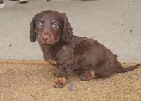 Mocha, a male Miniature Dachshund for sale in Alexandria, KY – Photo 2 of 7