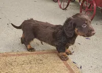 Mocha, a male Miniature Dachshund for sale in Alexandria, KY – Photo 3 of 7