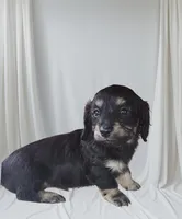 Molly, a female Miniature Dachshund for sale in Alexandria, KY – Photo 3 of 5