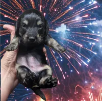 Molly, a female Miniature Dachshund for sale in Alexandria, KY – Photo 4 of 5