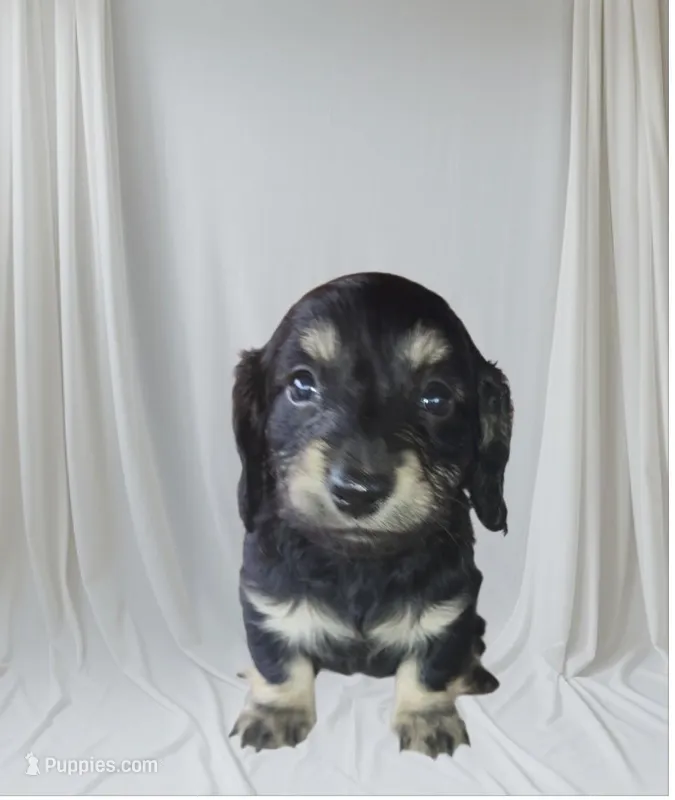 Molly, a female Miniature Dachshund for sale in Alexandria, KY – Photo 1 of 5