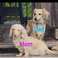 Molly, a female Miniature Dachshund for sale in Alexandria, KY – Photo 5 of 5