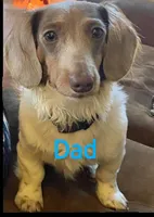 Lilly, a female Miniature Dachshund for sale in Alexandria, KY – Photo 3 of 4