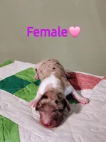 Lilly, a female Miniature Dachshund for sale in Alexandria, KY – Photo 2 of 4