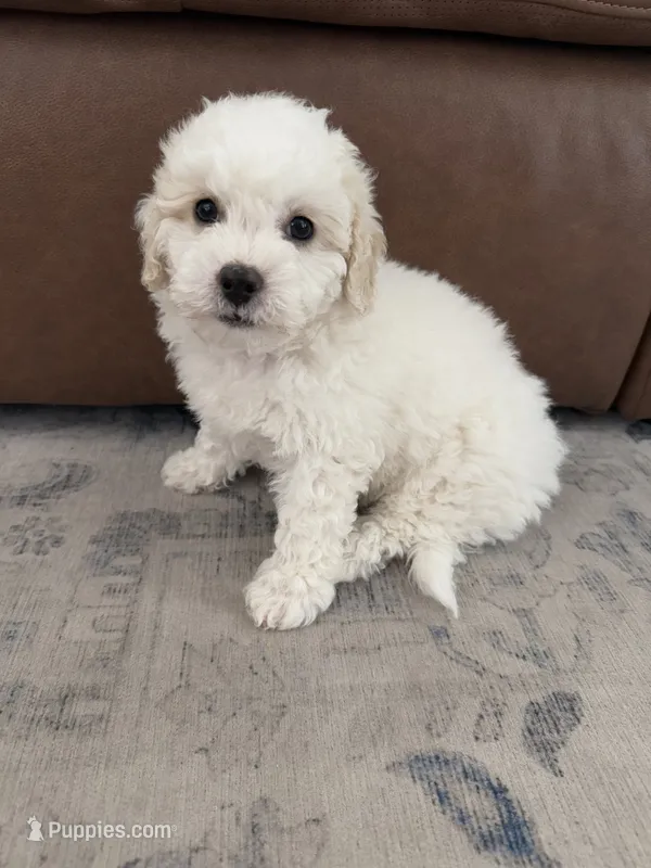 Goose – Havapoo puppy on hold in Gilbert, AZ