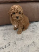 Brownie, a male Havapoo for sale in Gilbert, AZ – 2 of 8