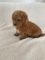 Brownie, a male Havapoo for sale in Gilbert, AZ – 6 of 8