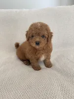 Brownie, a male Havapoo for sale in Gilbert, AZ – 4 of 8