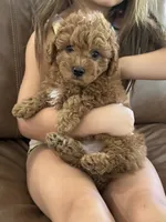 Brownie, a male Havapoo for sale in Gilbert, AZ – 3 of 8
