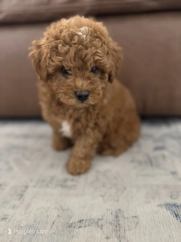 Brownie – Havapoo puppy on hold in Gilbert, AZ