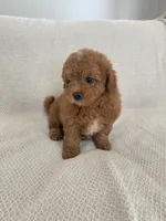 Brownie, a male Havapoo for sale in Gilbert, AZ – 7 of 8