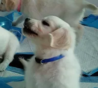 Bishop, a male English Cream Golden Retriever for sale in Aliquippa, PA – 4 of 8