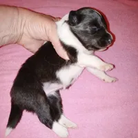 Bristol, a female Shetland Sheepdog for sale in Aliquippa, PA – 8 of 10
