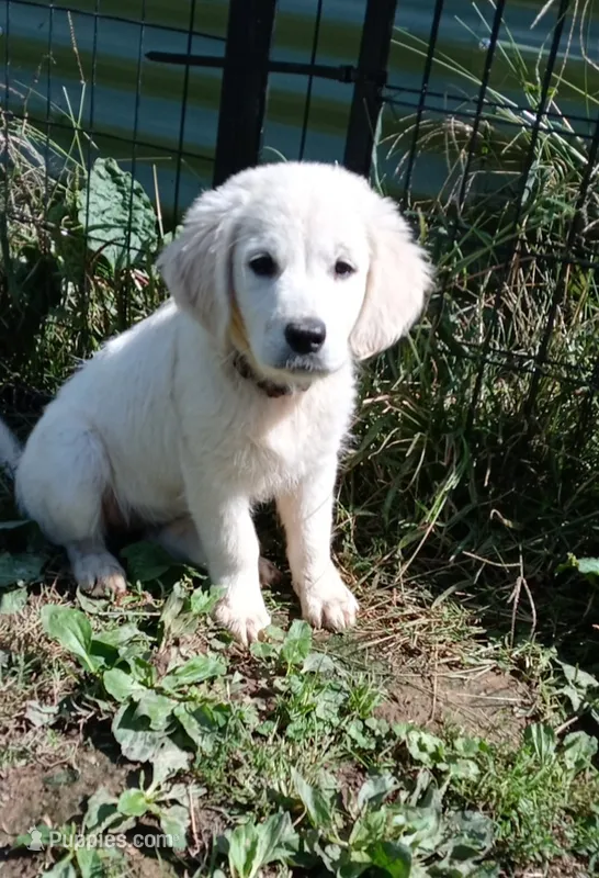 Pawn – English Cream Golden Retriever puppy for sale in Aliquippa, PA