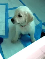 Queen, a female English Cream Golden Retriever for sale in Aliquippa, PA – 4 of 6