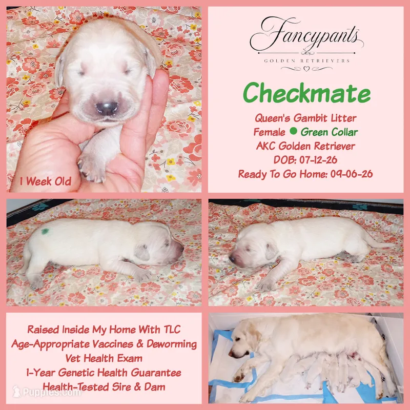 Checkmate – English Cream Golden Retriever puppy for sale in Aliquippa, PA