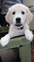 Checkmate, a female English Cream Golden Retriever for sale in Aliquippa, PA – 2 of 8
