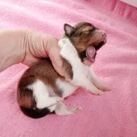 Marina, a female Shetland Sheepdog for sale in Aliquippa, PA – 3 of 6