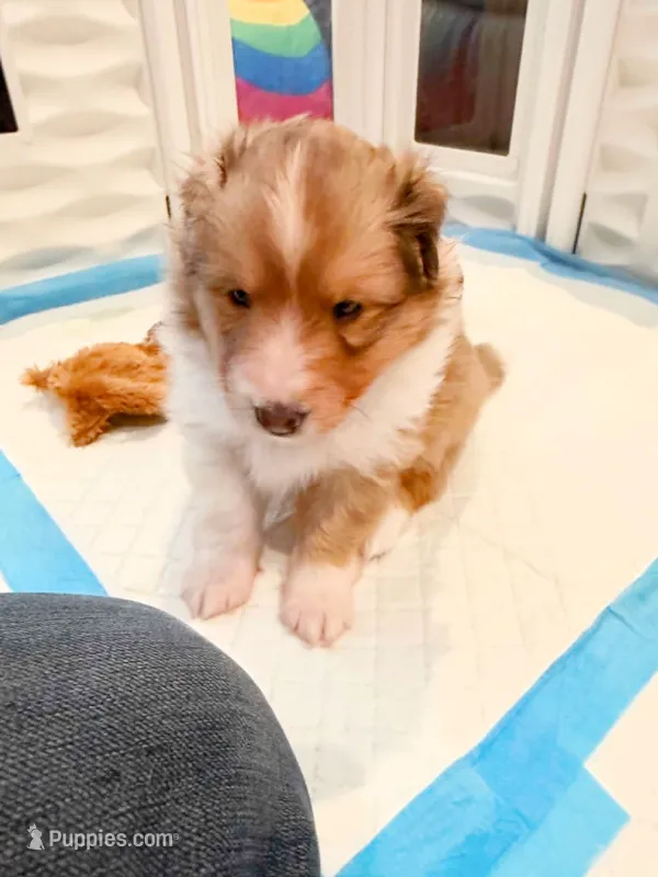 Clemente – Shetland Sheepdog puppy for sale in Aliquippa, PA