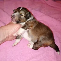 Daytona, a female Shetland Sheepdog for sale in Aliquippa, PA – 3 of 5