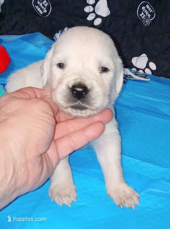 Bishop – English Cream Golden Retriever puppy for sale in Aliquippa, PA