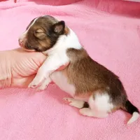 Coral, a female Shetland Sheepdog for sale in Aliquippa, PA – 3 of 5