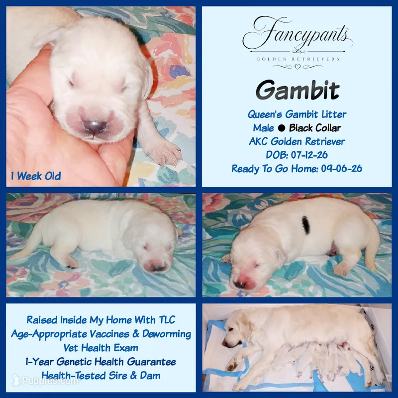 Gambit – English Cream Golden Retriever puppy for sale in Aliquippa, PA