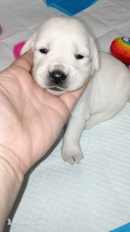 Rook – English Cream Golden Retriever puppy for sale in Aliquippa, PA