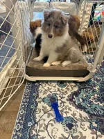 Leyland, a male Shetland Sheepdog for sale in Aliquippa, PA – 5 of 10