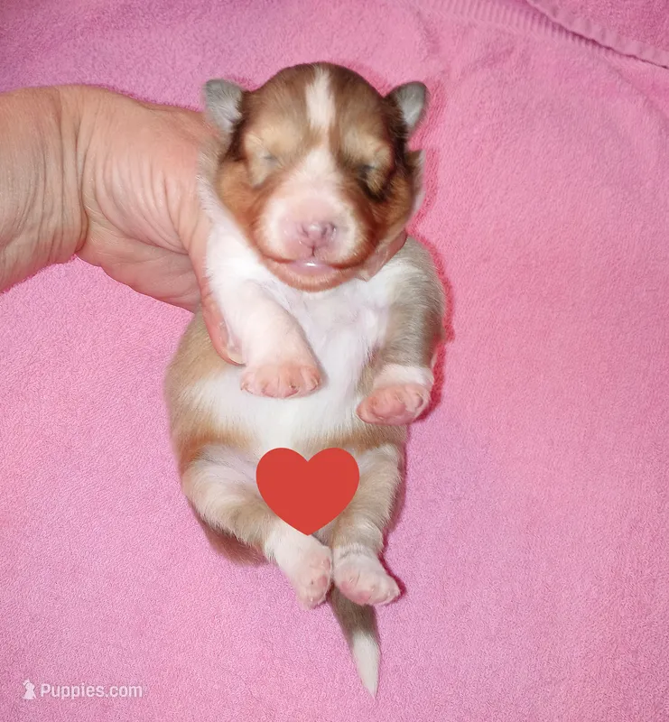Clemente – Shetland Sheepdog puppy for sale in Aliquippa, PA