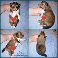 Dover, a male Shetland Sheepdog for sale in Aliquippa, PA – 5 of 5