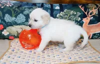 Gambit, a male English Cream Golden Retriever for sale in Aliquippa, PA – 9 of 10