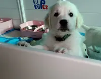 Knight, a male English Cream Golden Retriever for sale in Aliquippa, PA – 4 of 10
